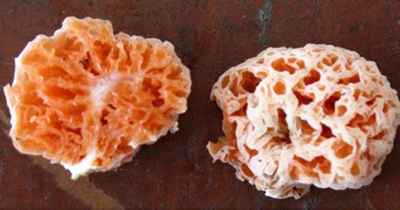 A funky new mushroom species "lives in the rain forest, under a tree," and researchers say it's nearly as strange as its SpongeBob SquarePants namesake. Shaped like a sea sponge, the bright orange (and sometimes purple) mushroom, <em>Spongiform</em>