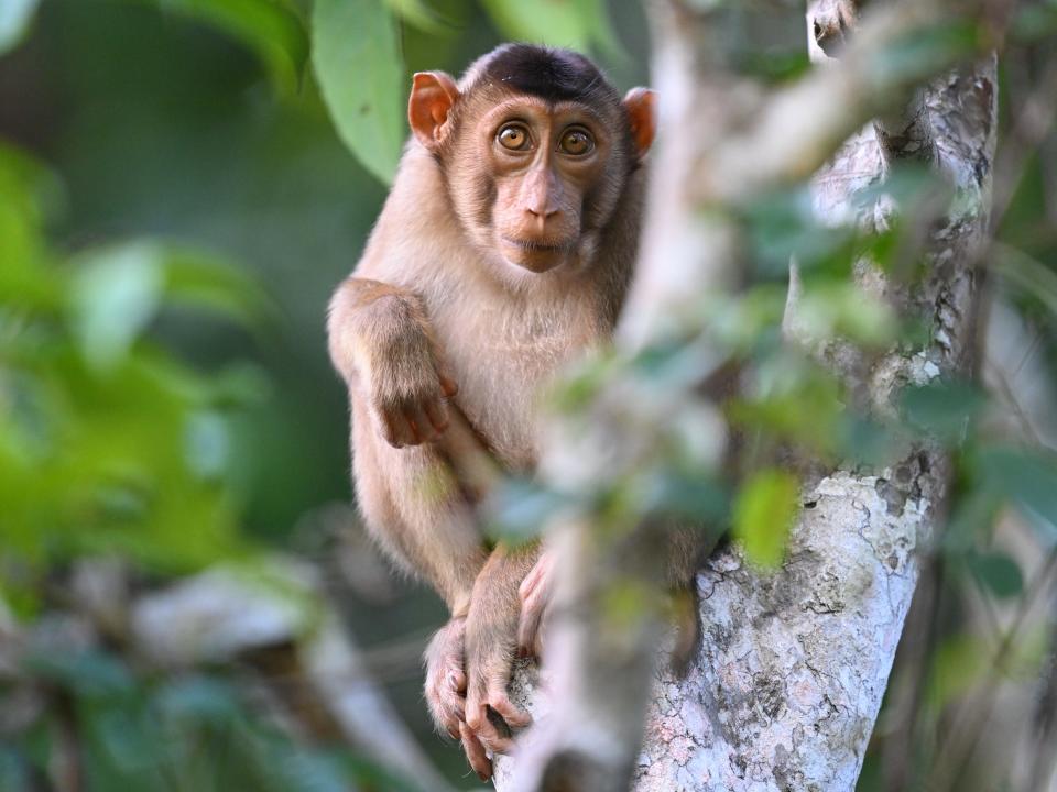 A juvenile Southern Pig-Tailed Macaque hangs from a tree by the Kinabatangan River in Sabah, Malaysia.