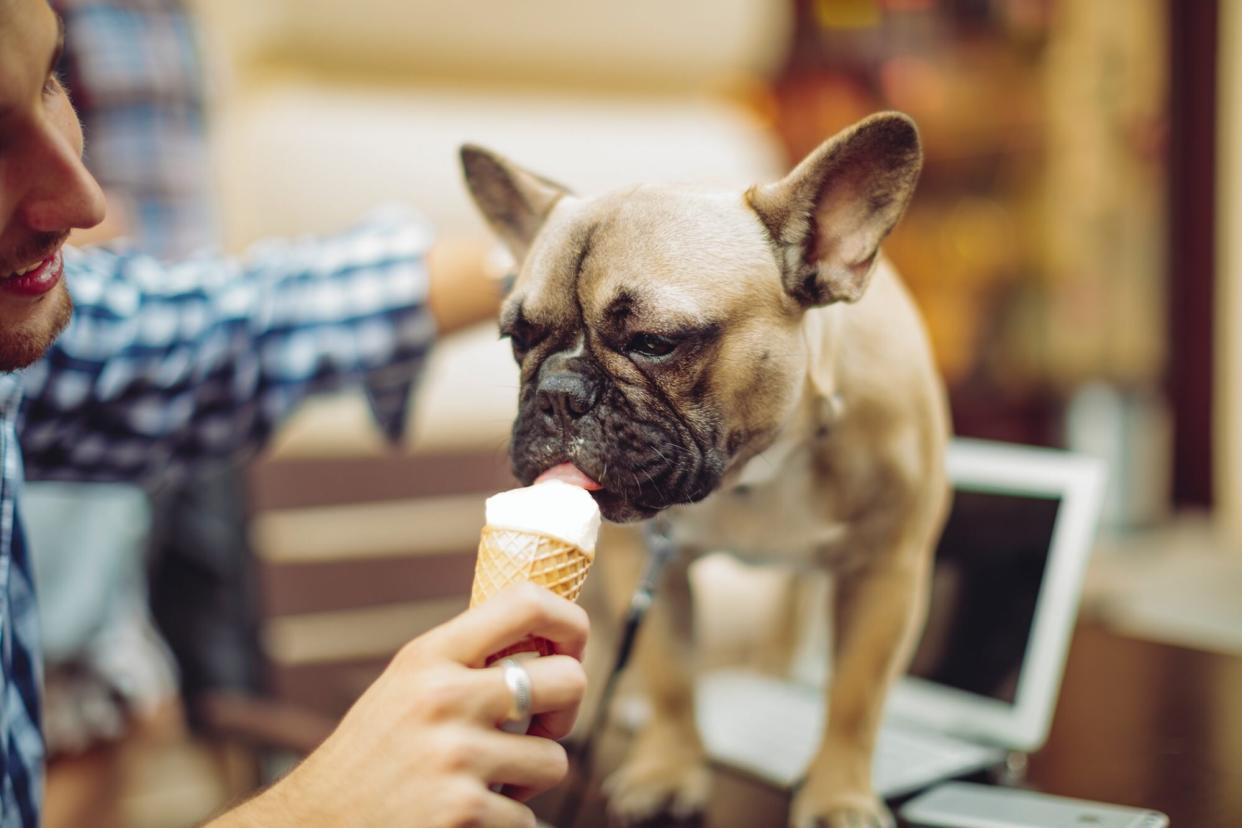french bulldog eating ice cream out of man's hand