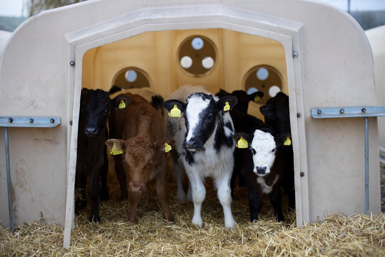 Farmers fear a no-tariff deal could see the UK flooded with cheap and lower-quality meat  (Getty Images)