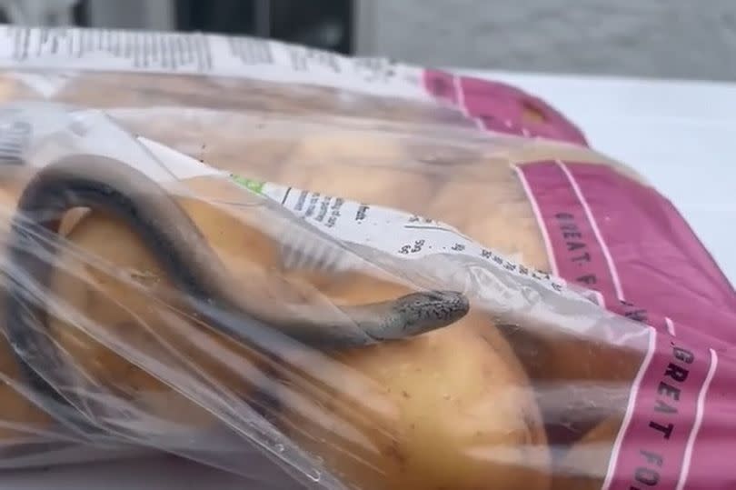 Snake-like creature found in bag of Sainsbury's potatoes