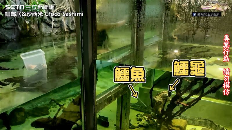 沙西米利用棍子與鱷魚、鱷龜保持距離。（圖／鱷鄰居&沙西米 Croco Sashimi 授權）