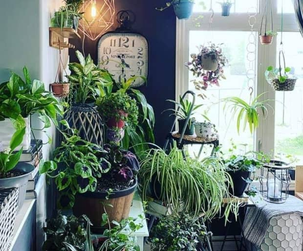 Houseplants are an opportunity for people to 'have a little life in front of them.' (P.E.I. Plant Pals/Facebook - image credit)