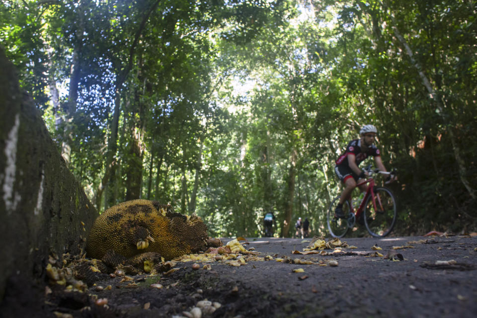 A cyclist pedals past a fallen jackfruit at Tijuca National Park in Rio de Janeiro, Sunday, Feb. 28, 2021. Jackfruit, an invasive species introduced in Brazil by the Portuguese in the 17th century, has crowded out native species in conservation units across Brazil's Atlantic Forest, especially Tijuca park. (AP Photo/Bruna Prado)