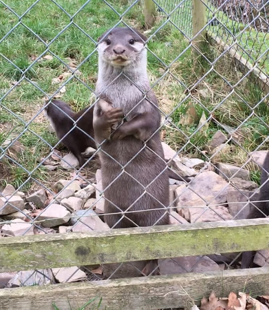 An otter juggling