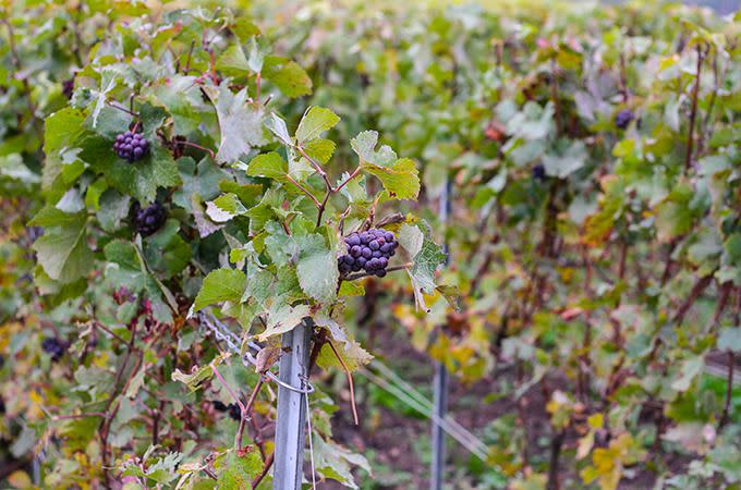 Grape vines in Epernay. Photo: Skye Gilkeson