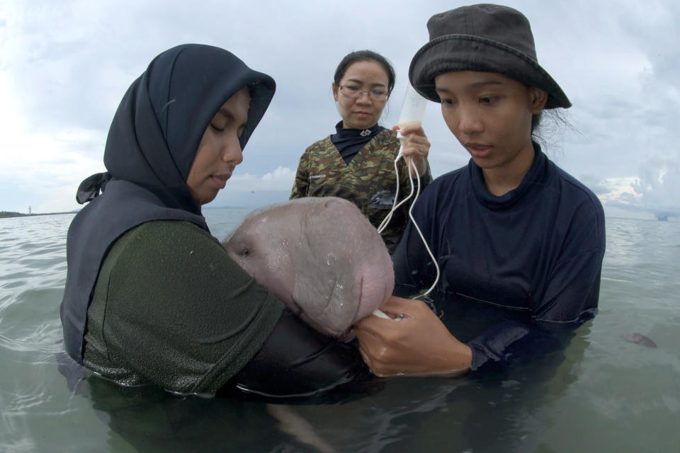 In this Thursday, May 23, 2019, photo, officials of the Department of Marine and Coastal Resources feed milk to Marium, a baby dugong separated from her mother, on Libong island, Trang province, southern Thailand. The estimated 5-month-old female dugong that has developed an attachment to humans after getting lost in the ocean off southern Thailand is being nurtured by marine experts in hopes that it can one day fend for itself. (Sirachai Arunrugstichai via AP)