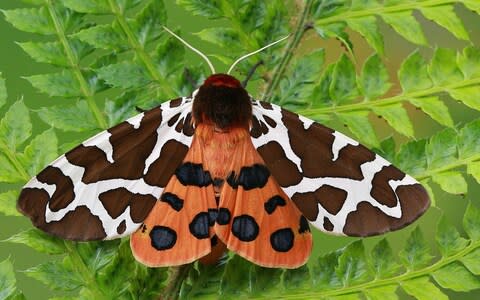 A perched Garden Tiger Moth. - Credit: &nbsp;Moment Open/&nbsp;Sandra Standbridge