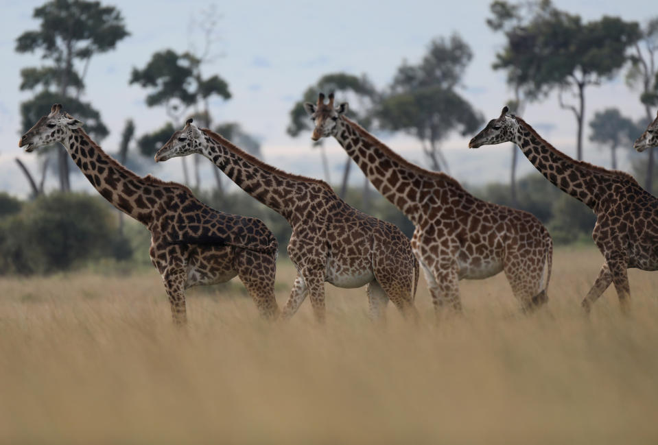Giraffes are seen in Masai Mara National Reserve, Kenya, August 3, 2019 REUTERS/Goran Tomasevic     TPX IMAGES OF THE DAY