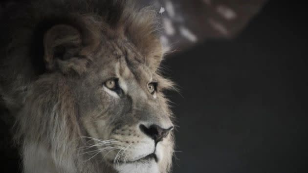 How Cecil the Lion became an iconic animal for Zimbabwe.