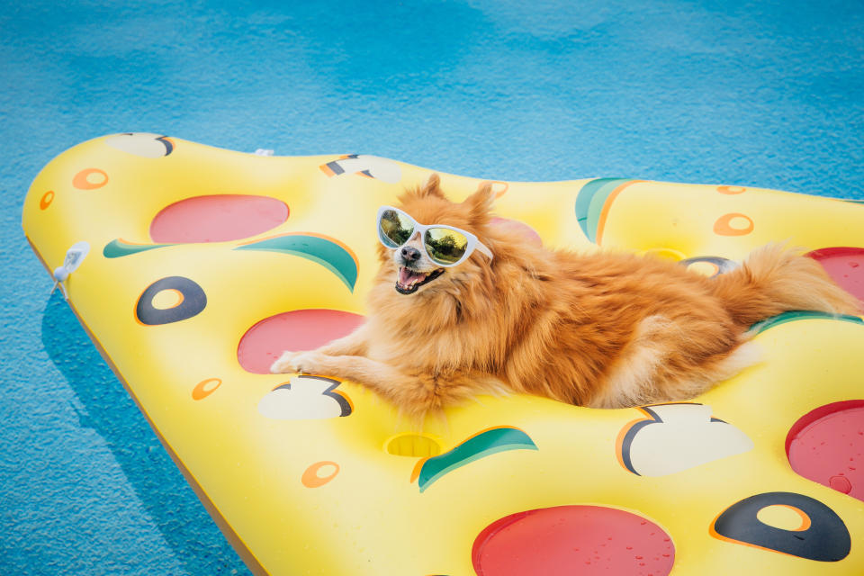 Hunde-Pool-Partys sollen 2023 ebenfalls Trend werden (Symbolbild: Getty Images)