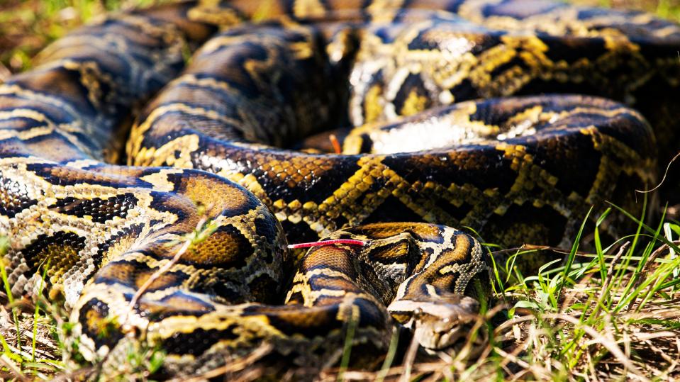 A male Burmese python with a radio transmitter is released by biologist with the Conservancy of Southwest Florida outside of Naples on Wednesday, April 26, 2023. The python is part of an effort to rid Southwest Florida of the invasive snakes. The concept involves releasing males with radio transmitters, which then find females. The males are radio tracked by the biologists, where they hopefully find large females with eggs that are then removed from the wild. The program is 10 years old. They have removed over 1,000 pythons and over 30,000 lbs. of snakes in those 10 years.