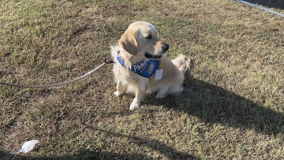 Phinehas is one of several “comfort dogs” brought by Lutheran Church Charities to Winder, Georgia, to help grieving community members and students in the wake of the Apalachee school shooting on Sept. 4. The dogs came from six states, including Nebraska, where Phinehas lives. - Andy Miller for KFF Health News