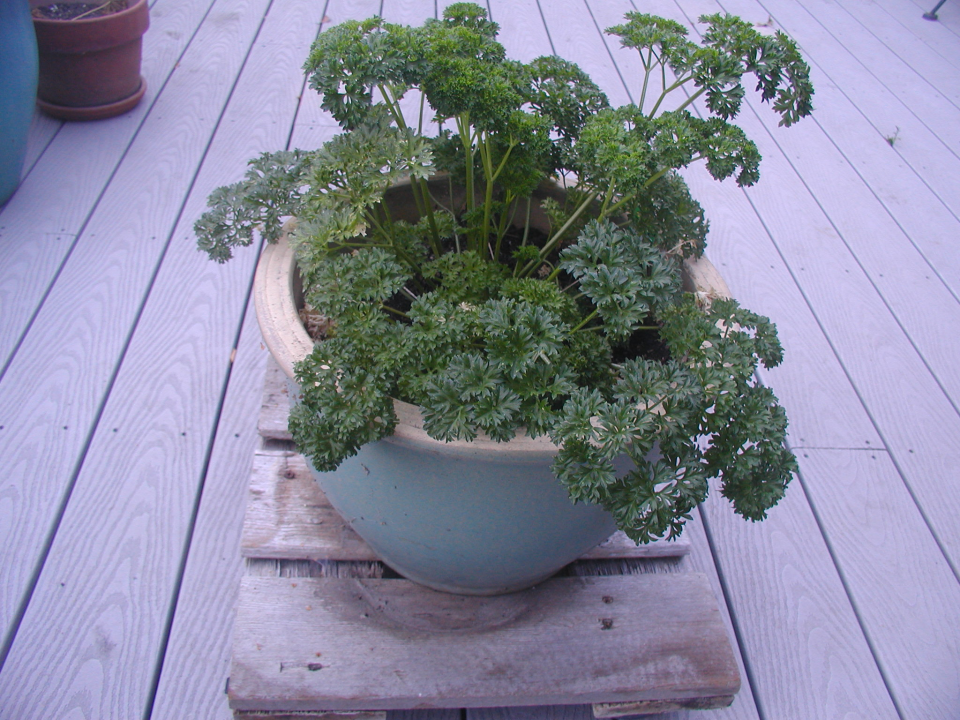 Parsley is always a good herb to have at hand.