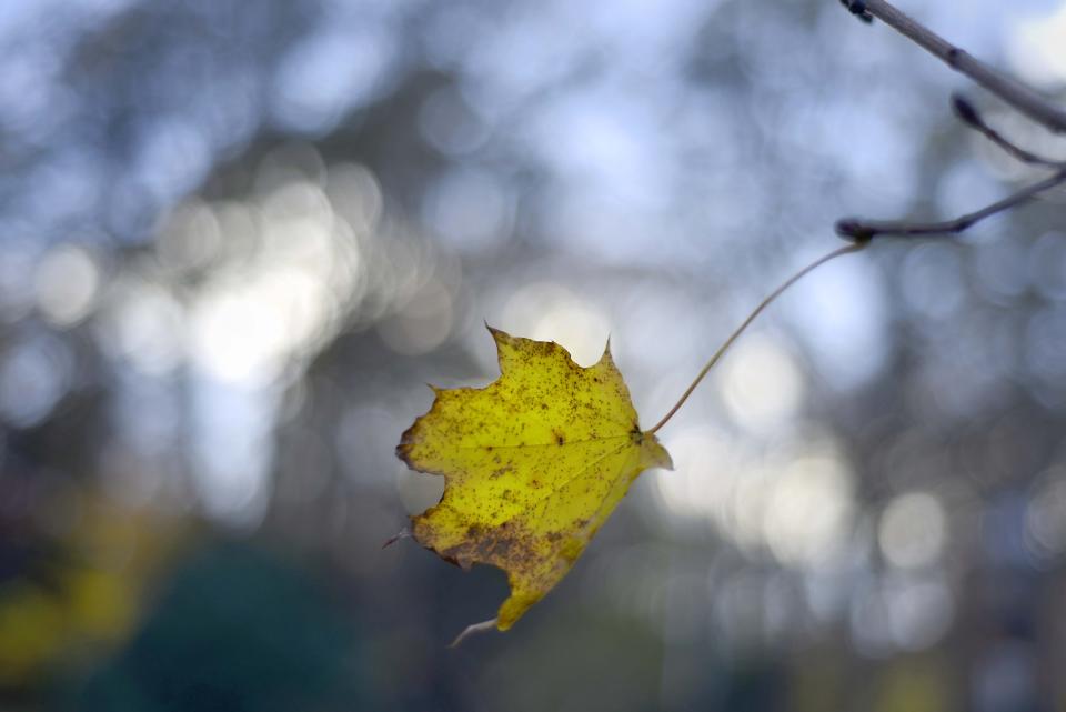 A leaf on the maple tree hangs stubbornly in a northwest wind.