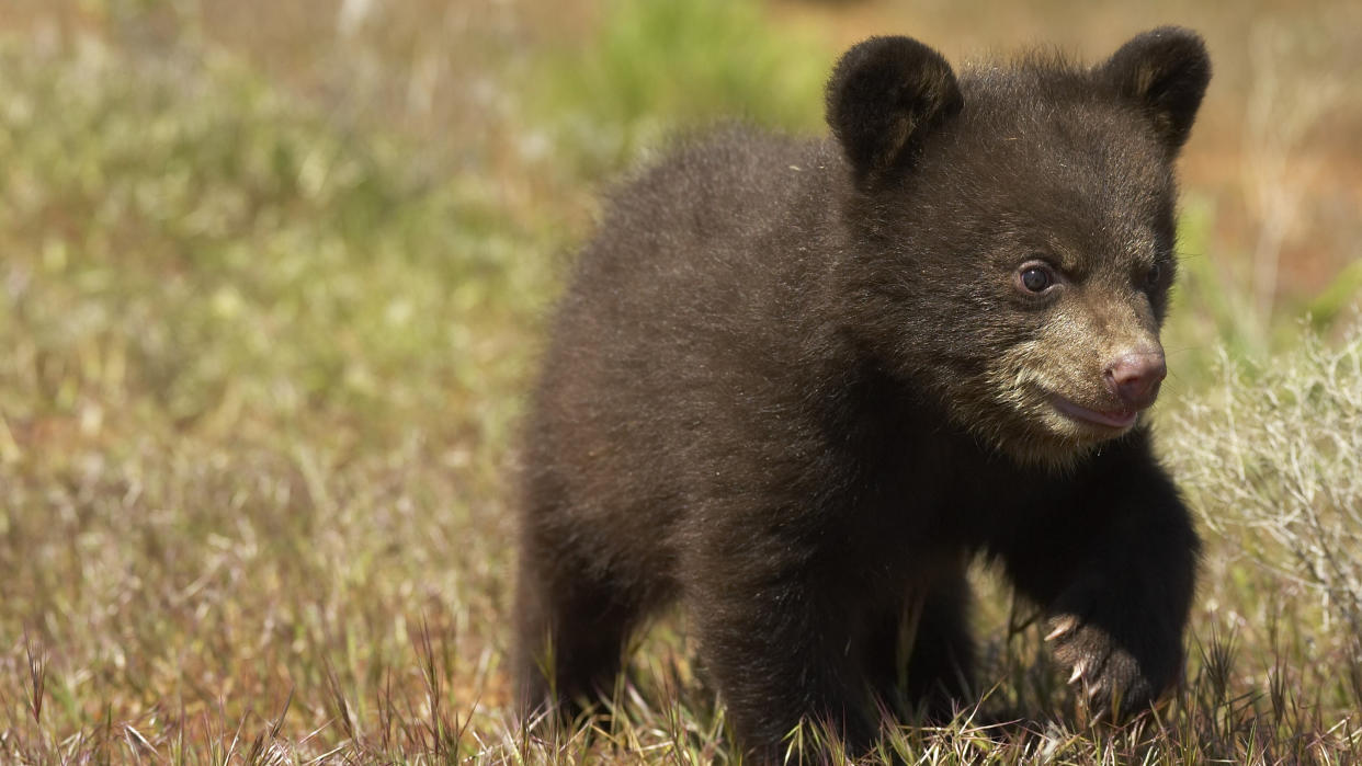  Stock photo of black bear cub walking on grass. 