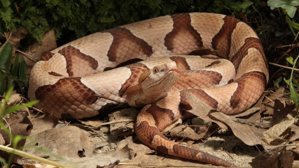 A copperhead snake coiled up on the ground with its tongue out.