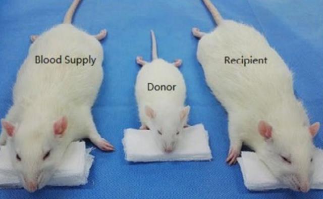 Scientists complete head transplant on a RAT in China