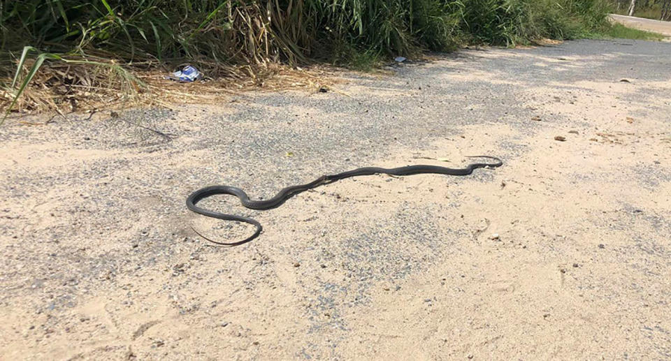 Two greater black whipsnakes