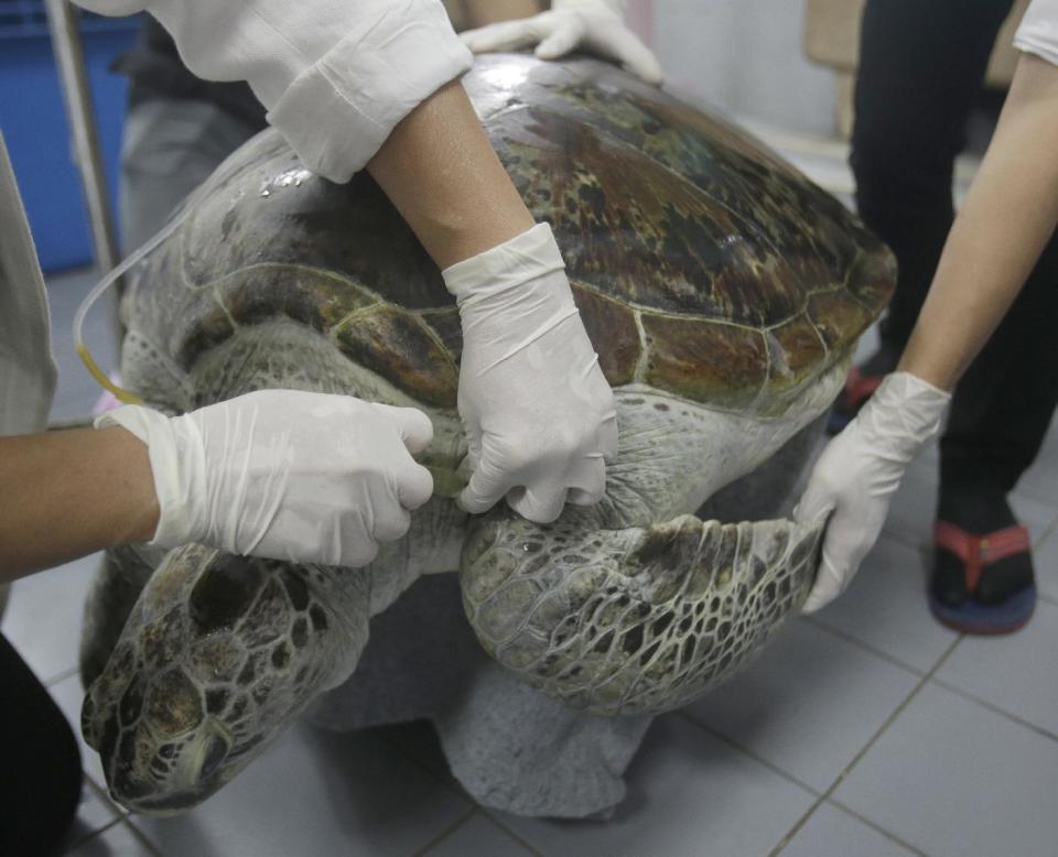 Head of Chulalongkorn University's veterinary medical aquatic animal research center Nantarika Chansue injects saline solution as part of the rehabilitation treatment for 25-year-old green sea turtle "Bank" in Bangkok, Thailand, Friday, March 10, 2017. Veterinarians operate on Bank on Monday to remove 915 coins weighing 5 kilograms (11 pounds) from her stomach, which she swallowed after misguided human passers-by tossed coin into her pool for luck in eastern Thailand. (AP Photo/Sakchai Lalit)