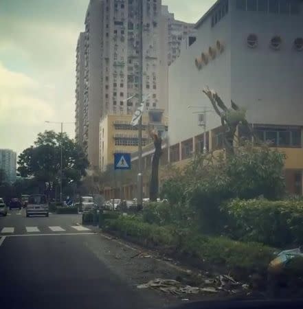 Fallen trees are seen along a street in Macau during Typhoon Hato, in this still image taken from social media video obtained by Reuters August 24, 2017. MANDATORY CREDIT Karen Yung/via REUTERS