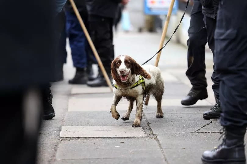 A sniffer dog being used in the huge search of Kersal Dale and Kersal Wetlands