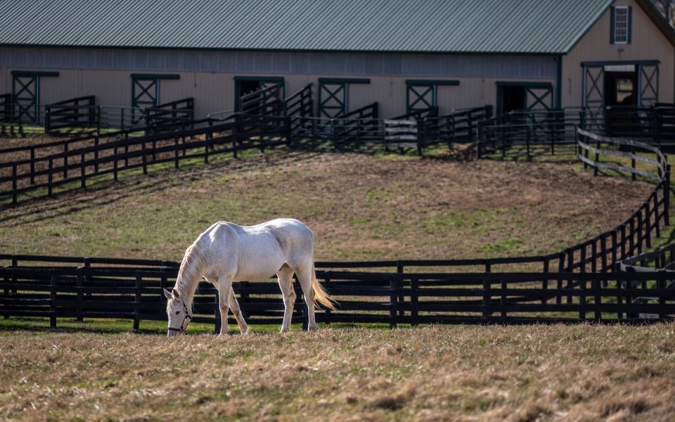 1997 Kentucky Derby and Preakness winner, Silver Charm, grazes in his pasture at Old Friends Farm in Georgetown, Kentucky. March 4, 2022