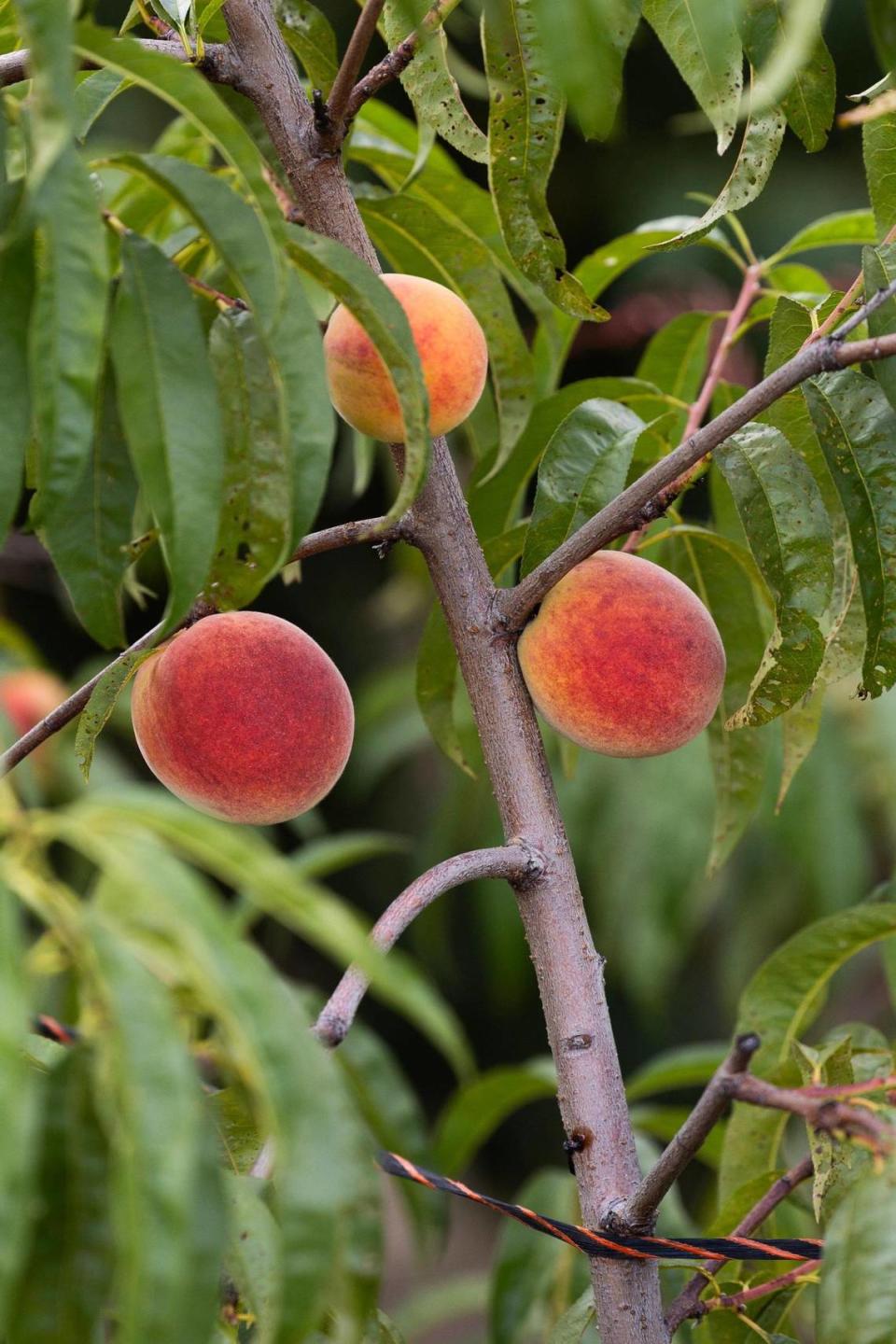 Titan Farms, the largest peach farm in South Carolina, on Thursday, July 13, 2023. Due to a late frost this year, many peaches did not germinate properly and many of the farm’s peaches did not mature, and instead are what peach growers call “buttons,” and cannot be sold.