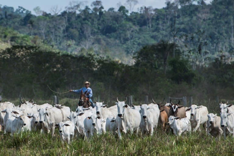 Not only do cattle pass massive quantities of planet-warming methane, but huge swathes of carbon-absorbing forests –- mostly in Brazil -– are cut down every year to make room for them