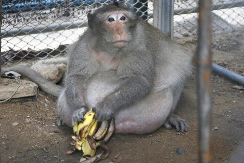 Wild obese macaque Uncle Fat sits with bananas (AP)