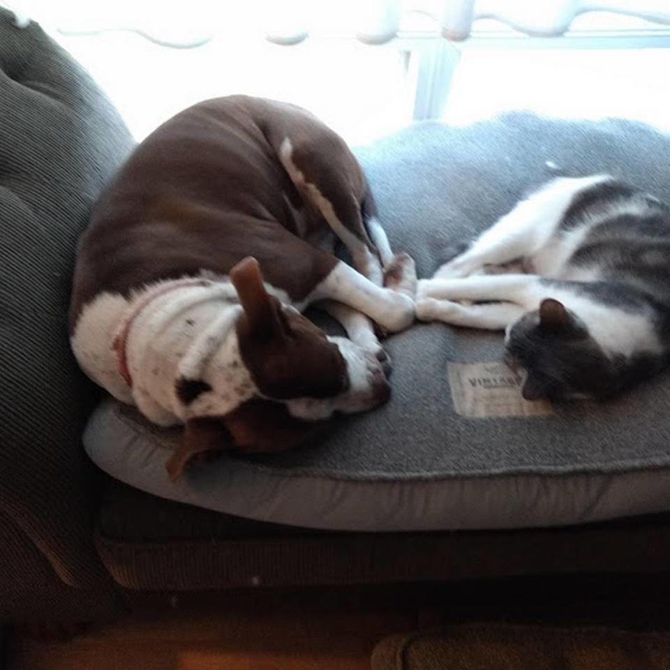 Chatty the cat and Lucky the pit bull touching toes.