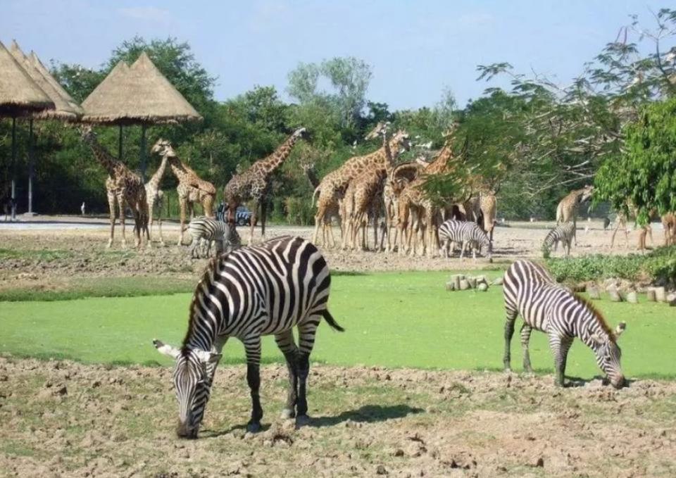 泰國旅遊｜亞洲最大野生動物園「曼谷塞福瑞野生動物園」門票75折優惠！人均$170起暢遊5,000公頃海陸兩大園區＋近距離接觸老虎及長頸鹿