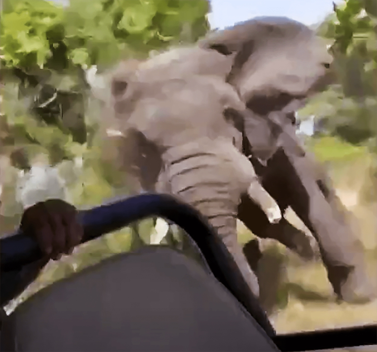 Een aanvallende olifant doodt een oudere Amerikaanse vrouw tijdens een safaritocht