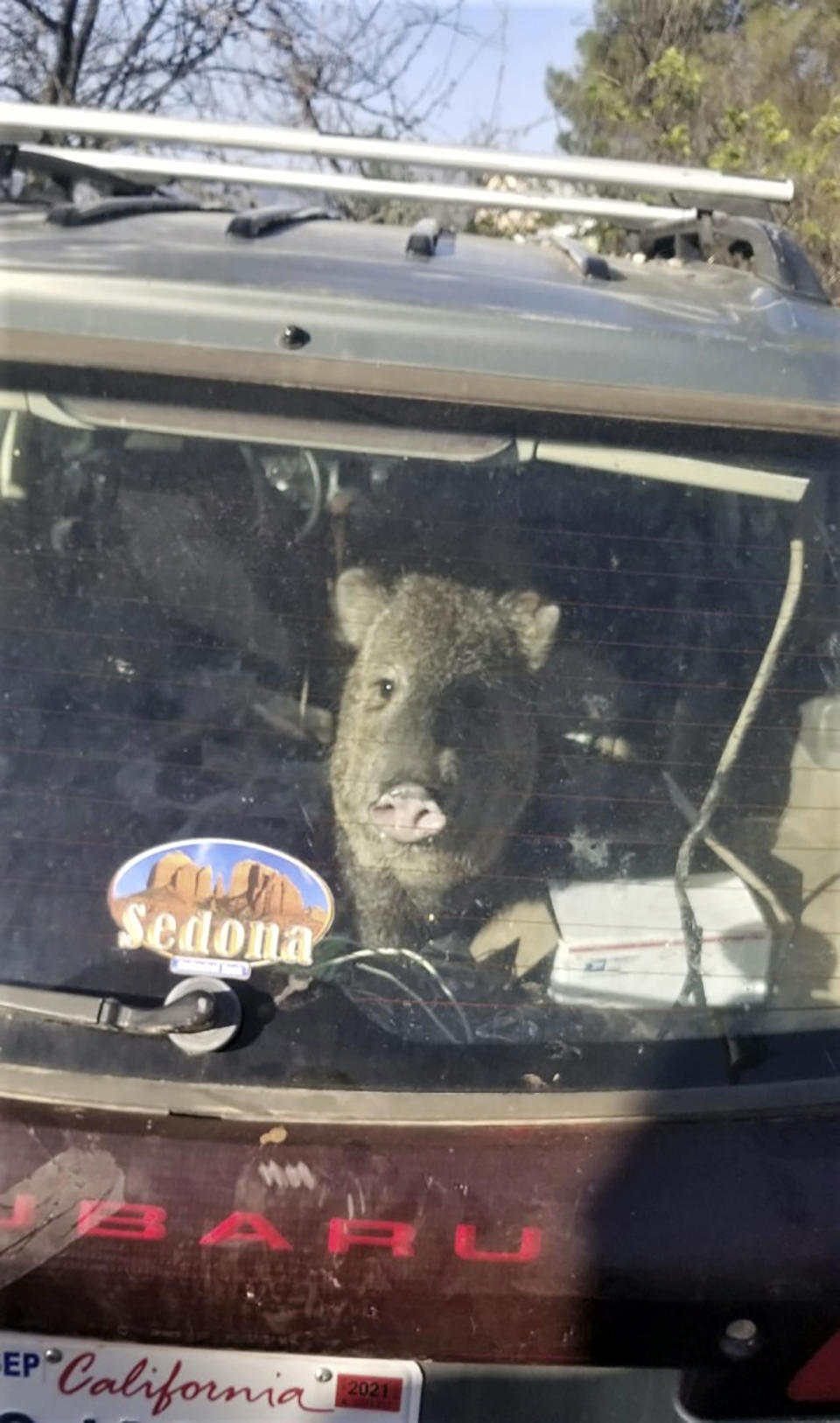 In this photo provided by the Yavapai County Sheriff’s Office, a javelina is seen inside a Subaru station wagon in Cornville, Ariz., Wednesday, April 6, 2022. Sheriff's deputies in Yavapai County responded to the call in the community 10 miles south of Sedona, Ariz., about the javelina stuck in a car. The animal had jumped in to get to a bag of Cheetos when the hatch closed. (Yavapai County Sheriff's Office via AP)