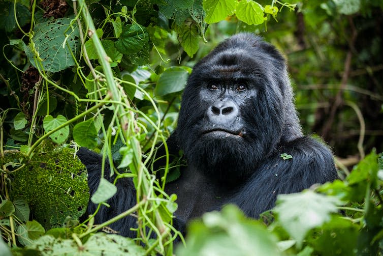 A silverback gorilla sits within thick, green vegetation