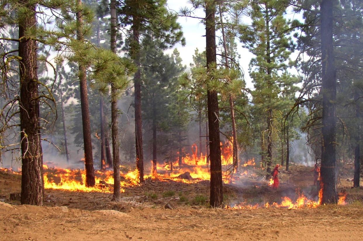 <span class="caption">Forest thinning and prescribed burns leave less fuel to burn.</span> <span class="attribution"><a class="link " href="https://www.gettyimages.com/detail/photo/forest-with-the-blazing-fire-royalty-free-image/182147547" rel="nofollow noopener" target="_blank" data-ylk="slk:Escaflowne via Getty Images;elm:context_link;itc:0;sec:content-canvas">Escaflowne via Getty Images</a></span>