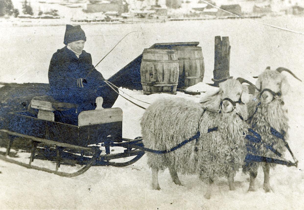 Keno and Plato, Earl Young’s pet angora goats in custom-made harness.