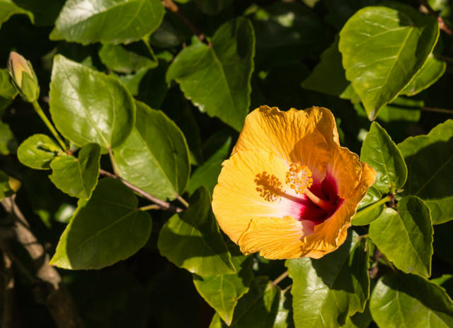 How to Dry Flowers: 5 Easy DIY Methods - Bob Vila