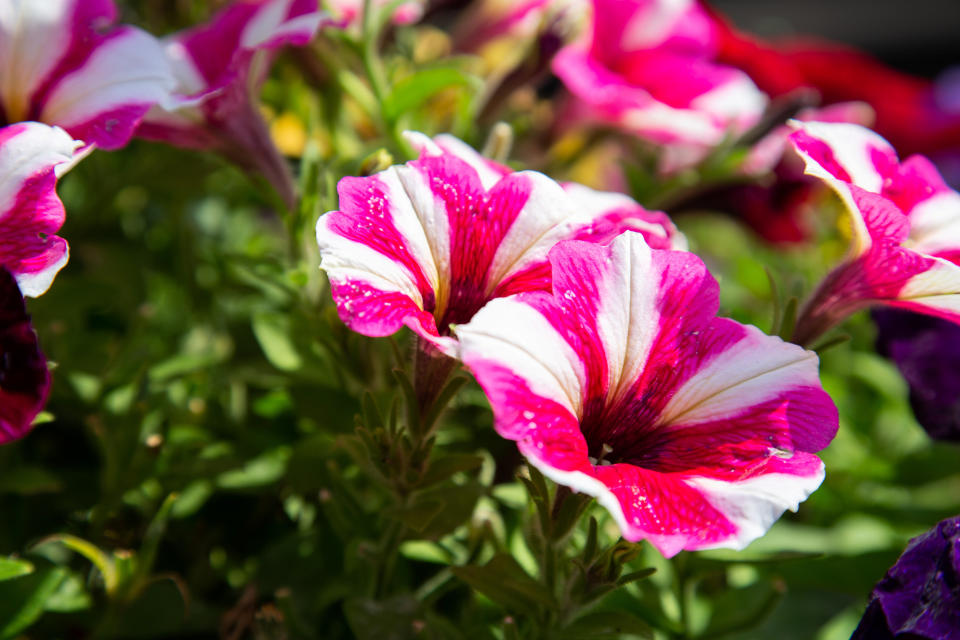 Meet the amateur gardener who fills more than 100 hanging baskets and pots in his small suburban garden with nearly 1,000 stunning plants every year. Shaun Schroeder, 57, spends up to three hours a day planting, tending, dead-heading and watering his stunning collection of petunias and other assorted flowers. He spends four months growing almost all of his 900 plants from seed, before potting them out in May, during a mammoth week-long planting session. They sprawl across 120 hanging baskets and tubs that cover every inch of his modest 4m wide garden at the back of his semi detached home in Whitchurch, on the outskirts of Bristol.