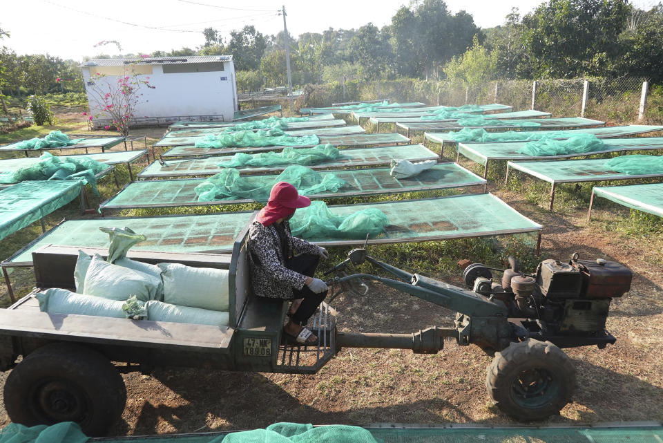 A worker transports bags of coffee beans after drying at a coffee factory in Dak Lak province, Vietnam on Feb. 1, 2024. New European Union rules aimed at stopping deforestation are reordering supply chains. An expert said that there are going to be "winners and losers" since these rules require companies to provide detailed evidence showing that the coffee isn't linked to land where forests had been cleared. (AP Photo/Hau Dinh)