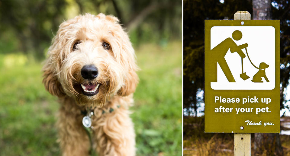 A dog looking at the camera (left) and a sign asking people to pick up after their dog (right)