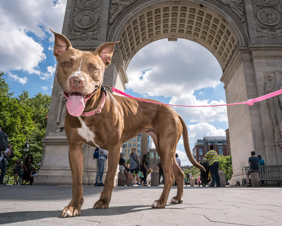 <p>Happy Pit Bull mix enjoying a sunny day Washington Square Park, NYC. (Photo: Mark McQueen/Caters News) </p>