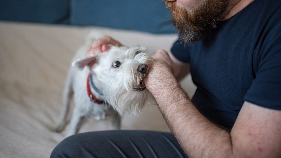 White dog play biting man's hand