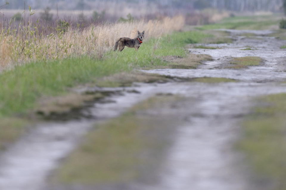 A red wolf roams the Alligator River National Wildlife Refuge, Thursday, March 23, 2023, near Manns Harbor, N.C. U.S. The U.S. Fish and Wildlife Service has launched numerous initiatives to cut down on human-caused deaths. Gunshots are top of the list. The wolves are outfitted with orange, reflective collars to make them more visible at night, and to distinguish them from coyotes. (AP Photo/David Goldman)