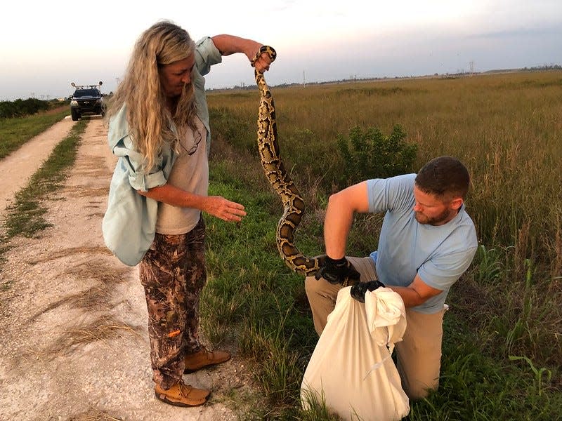 Burmese python hunters work in proper disposal of a dead python.