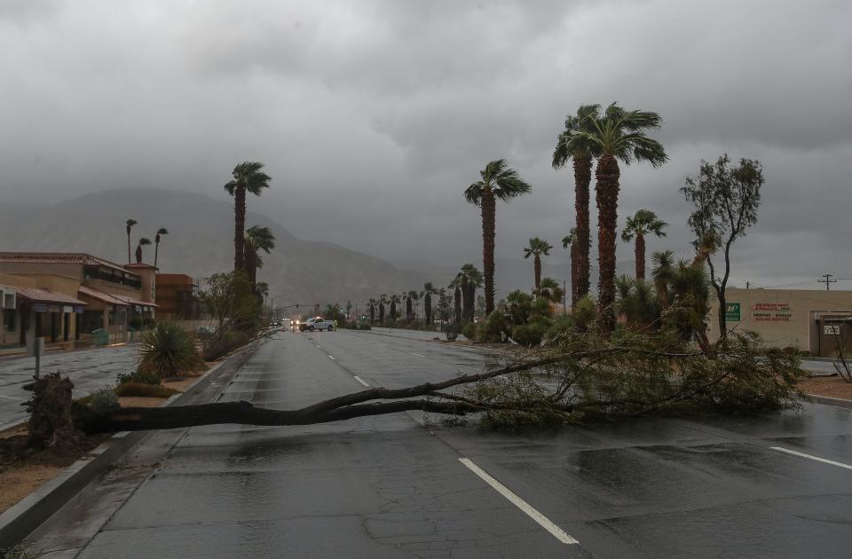 A tree that was knocked down by winds briefly shut down eastbound Hwy 111 in Palm Desert, Calif., August 20, 2023.