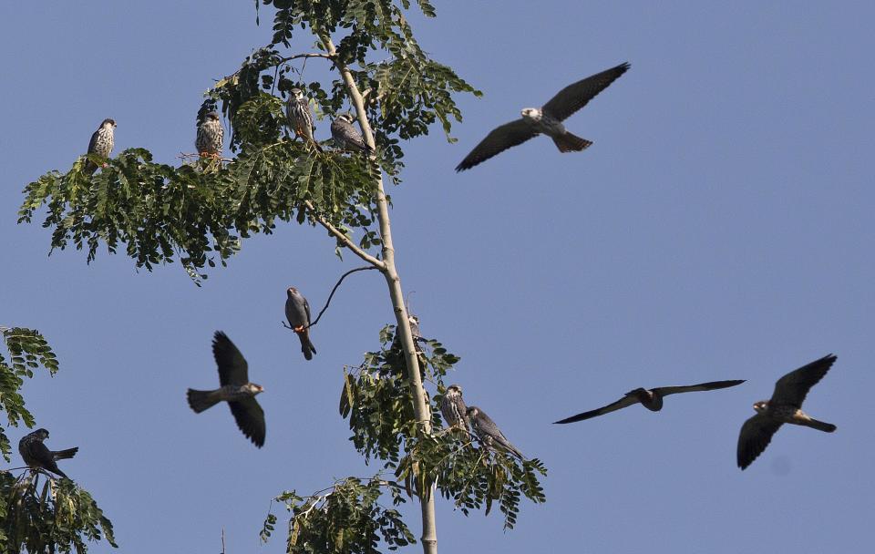 In this Saturday, Nov. 10, 2018, photo, Amur Falcons (Falco amurensis) fly over the Doyang reservoir at Pangti village in Wokha district, in the northeastern Indian state of Nagaland. The 8000 residents of a remote tribal area in northeastern India are passing through extremely hectic days, playing hosts to millions of the migratory Amur Falcons from Siberia who roost by a massive reservoir before they take off to their final destination—Somalia, Kenya, and South Africa, traversing 22,000 kilometers. (AP Photo/Anupam Nath)