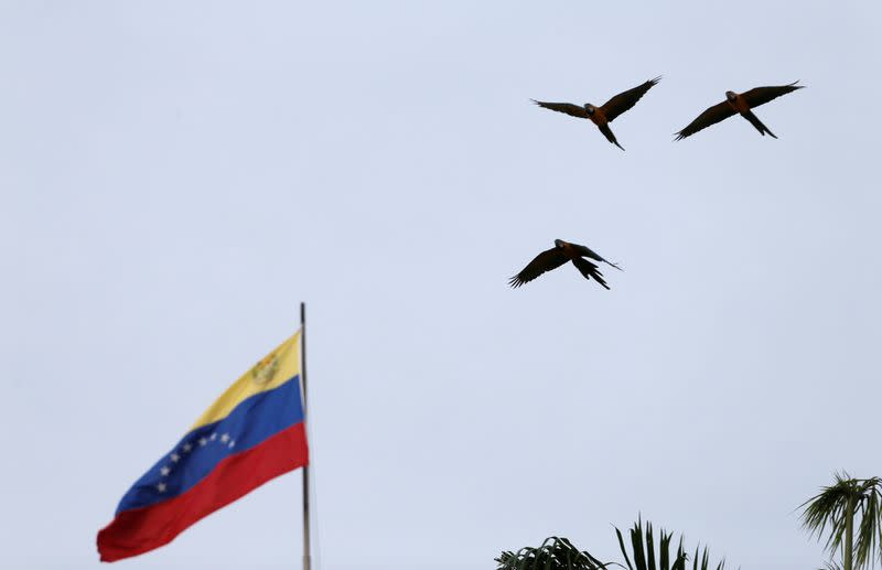 FILE PHOTO: Birds fly next to a Venezuelan flag in Caracas, Venezuela