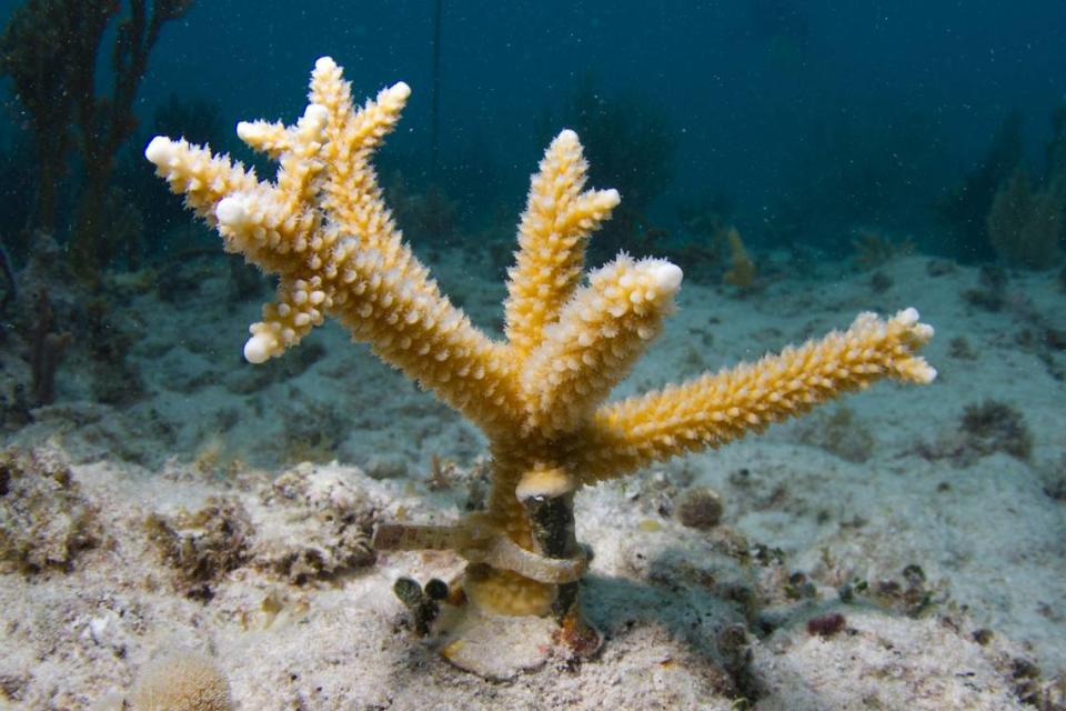 A staghorn coral planted by a citizen scientist onto a reef off the coast of in Miami as part of the University of Miami’s Rescue a Reef Expedition.