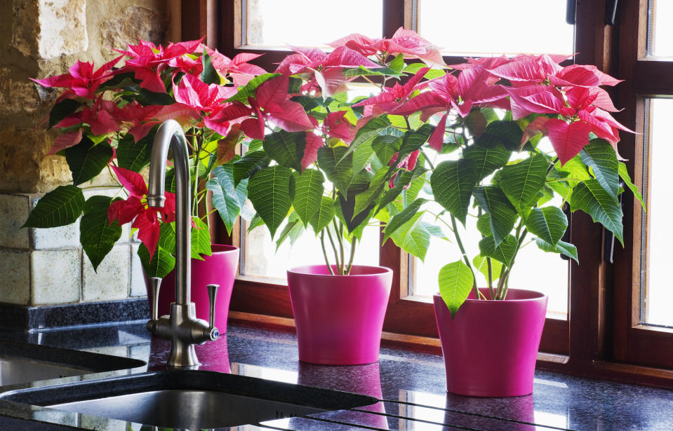 three pink poinsettias on a kitchen window sill